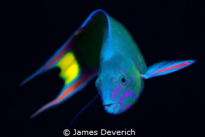Thalassoma lunare / Moon Wrasse by James Deverich 